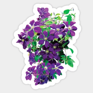 Clematis - Cascade of Clematis Sticker